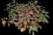 Oakleaf Hydrangea Shrub — design image 13
