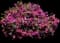 Autumn Royalty® Encore® Azalea — design image 1