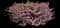 Enchantia Lavender Cuphea — design image 1