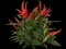 Ornamental Pepper — design image 1