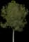 Buckeye Tree — design image 2
