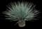 Desert Spoon — design image 32