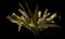 Asiatic poison lily — design image 1