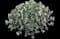Lavender Scallops Kalanchoe — design image 1