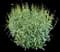 Shasta Daisy — design image 3