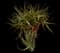 Torch Aloe — design image 13