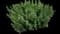 Culinary Thyme — design image 5