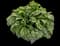 Pink-a-Blue™ Lungwort — design image 2