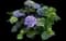 Bigleaf hydrangea — design image 2