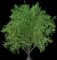 European White Elm — design image 4