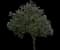 Live Oak Tree — design image 6