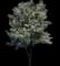 Chastity Flowering Pear — design image 1
