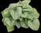 Queen of Hearts Heartleaf Brunnera — design image 1