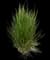 Feather Reed Grass — design image 18