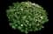 Bridal Wreath Spirea — design image 1