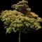Cold Hardy Mimosa Tree — design image 1