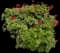 Zonal Geranium (Pelargonium zonale) — design image 5