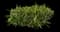 Flax Lily — design image 1