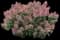 Little Quick Fire® Panicle Hydrangea — design image 2