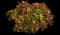 Nandina — design image 8