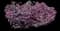 Red Diamond™ Midsize Loropetalum — design image 2