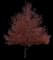 Silver Maple Tree — design image 11