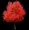 Sugar Maple Tree — design image 4