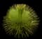 Mexican grass tree — design image 1