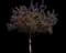 Prairifire Flowering Crabapple Tree — design image 2