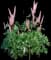 Lupine — design image 6