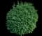 Boxwood Shrub — design image 8