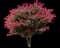 Pink Velour Crape Myrtle — design image 1