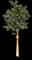 Paperbark Maple Tree — design image 1