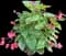 Begonias — design image 3