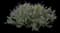 Mexican Bush Sage — design image 2