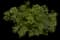 Texas MountaIn Laurel — design image 1