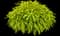 ColorBlaze® Mini Me Chartreuse Coleus — design image 1