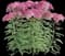 Yarrow — design image 1