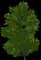 European Hornbeam — design image 1