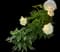 Peony (Paeonia) — design image 7