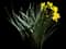 Wild Daffodil — design image 2