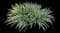 Adam's Needle Yucca — design image 2