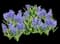 Hyacinth — design image 6