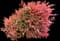 Nandina — design image 4