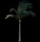 Coconut Palm — design image 7