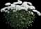 Celestial White Garden Mum — design image 2