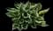 Patriot - Hosta — design image 9