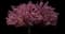 Flowering Cherry Tree (Prunus serrulata) — design image 8