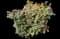 Nandina — design image 6