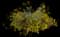 Brittlebush — design image 1